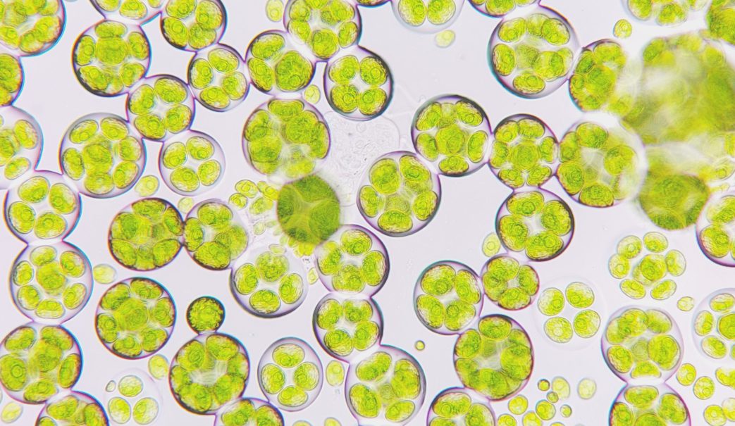 microalgas-nutricion-salud_2BLOGHLA