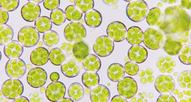 microalgas-nutricion-salud_2BLOGHLA