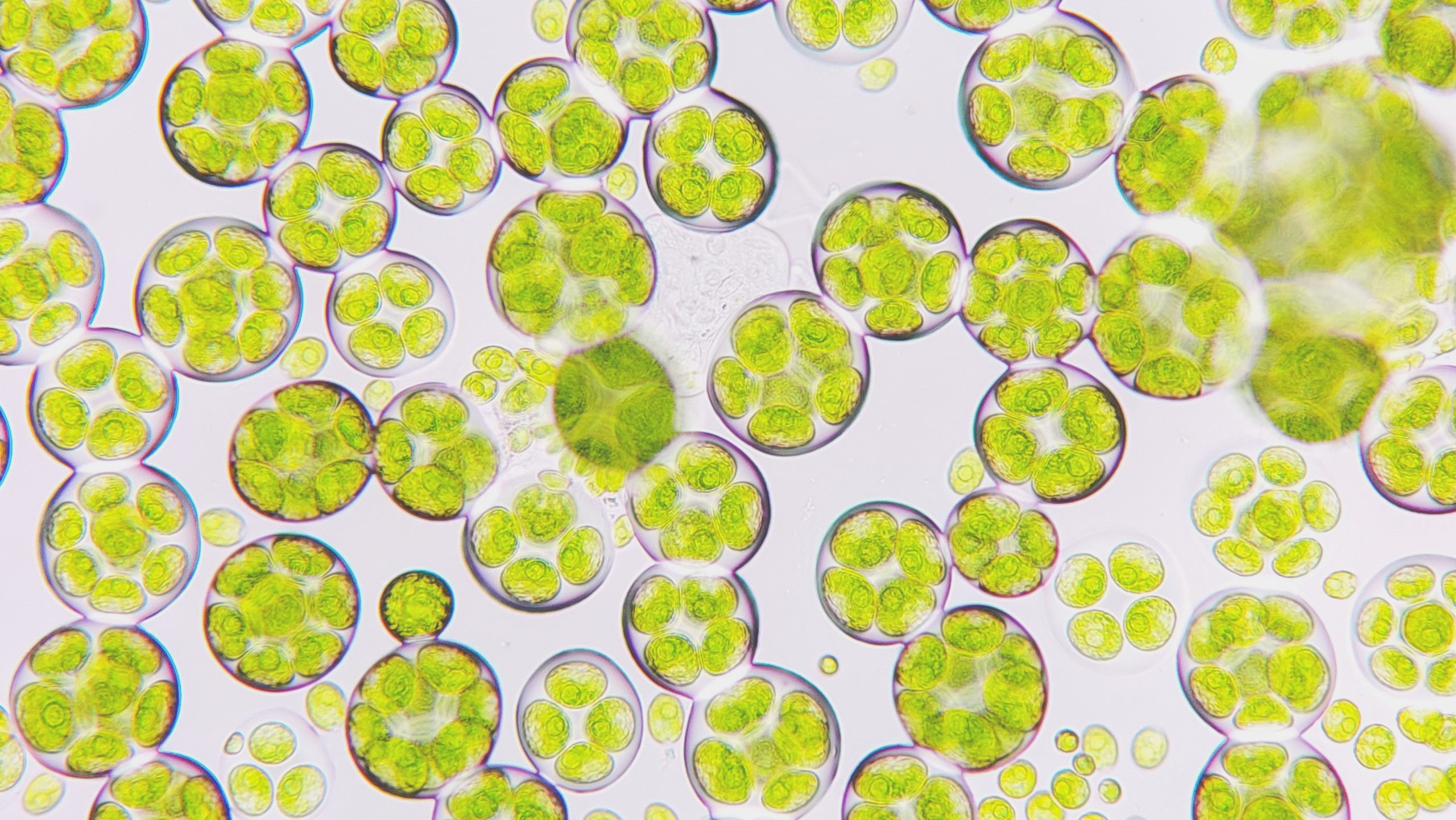 microalgas-nutricion-salud_2BLOGHLA